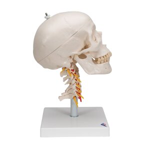 Menschliches Schädel Modell "Klassik" auf Halswirbelsäule, 4-teilig