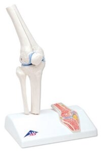 Mini Anatomie Modell Kniegelenk, mit Querschnitt