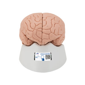 Menschliches Gehirnmodell für Einsteiger, 2-teilig