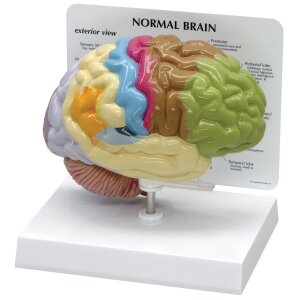 Modell eines halben Gehirns