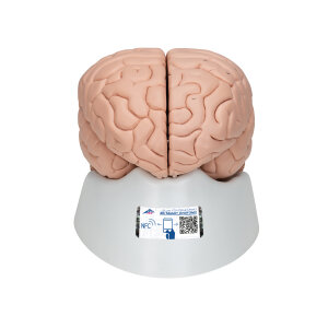 Menschliches Gehirnmodell, 8-teilig