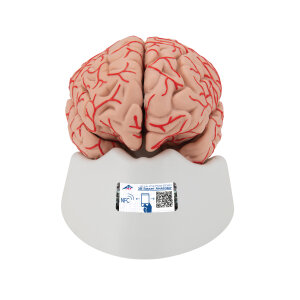 Menschliches Gehirnmodell mit Arterien, 9-teilig
