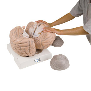 Mega-Gehirnmodell, 2.5-fache Grösse, 14-teilig