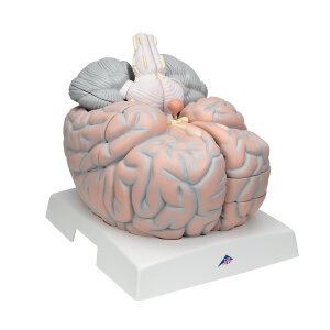 Mega-Gehirnmodell, 2.5-fache Grösse, 14-teilig