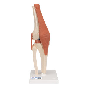 Funktionales Kniegelenkmodell Luxus mit Bändern