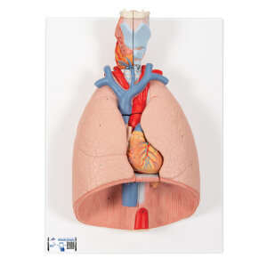 Lungenmodell mit Kehlkopf, 7-teilig