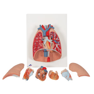 Lungenmodell mit Kehlkopf, 7-teilig