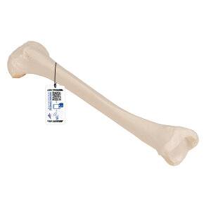 Schienbein Knochen Modell