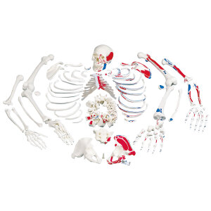 Unmontiertes Skelett Modell mit Muskeldarstellung,...